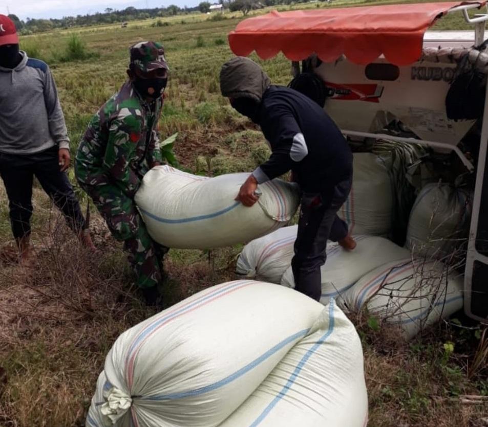 Babinsa Koramil 08/Kuala terjun Langsung ke Sawah bantu Petani Panen Padi