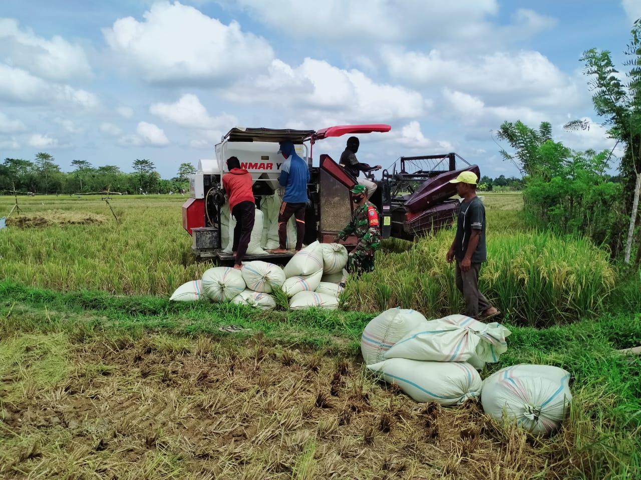 Babinsa dan Warga Laksanakan Panen Padi Guanakan mesin Modern