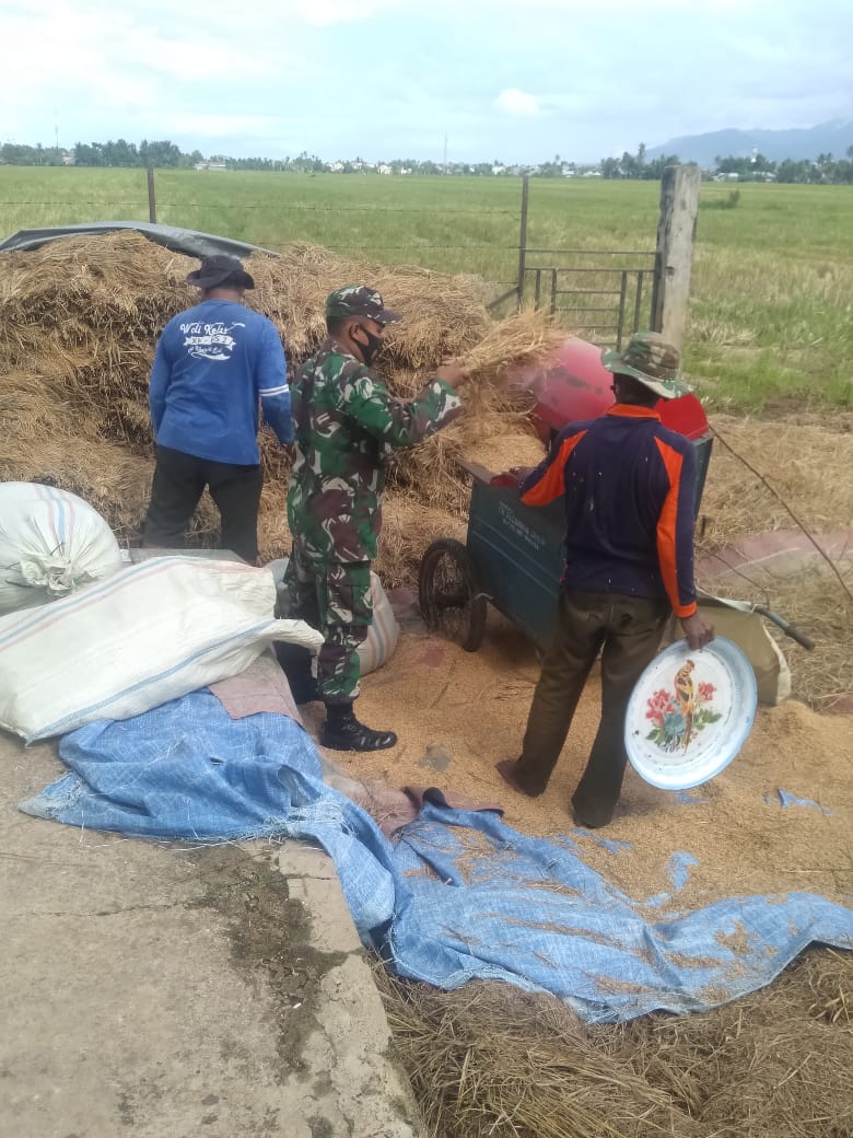 Babinsa Koramil 04/Susoh Bantu Petani Merontokkan Padi