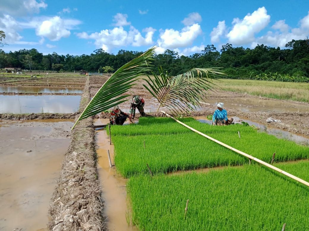 Babinsa Koramil 04/Salang Bantu Petani membersihkan Gulma pada bibit padi dan persiapan lahan pertanian