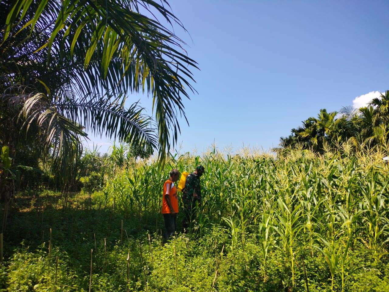 Berantas Gulma, Babinsa Bantu Petani Semprot Hama Pada Tanaman Jagung