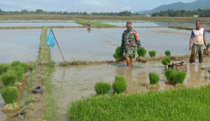 Terjun ke Sawah, Babinsa Bantu Petani Mencabut Dan Membawa Bibit Padi Yang Mau Ditanam