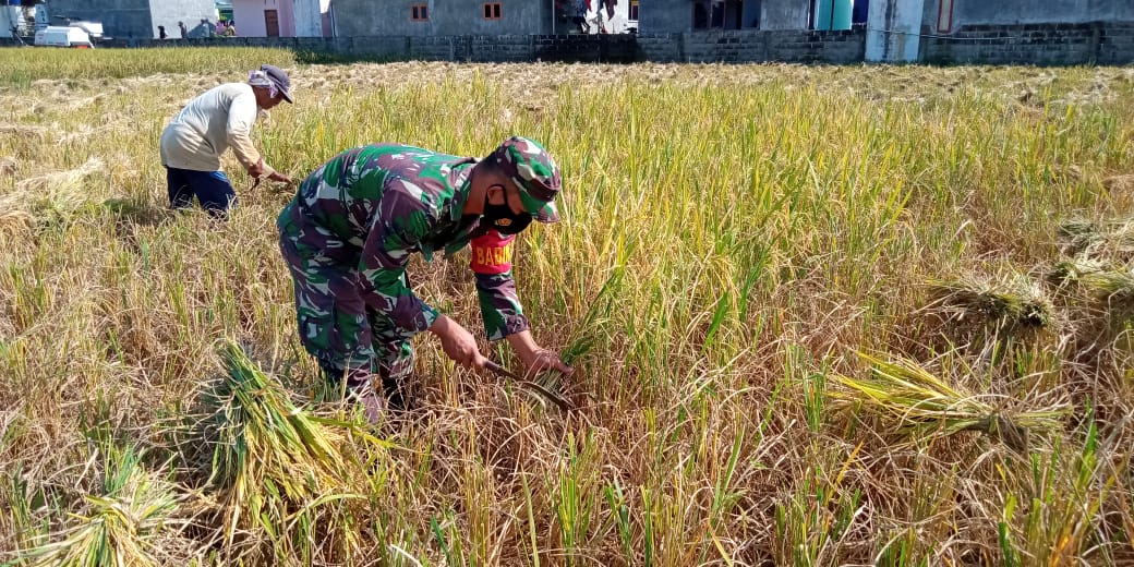 Meski Hari Libur, Babinsa Selalu Ada Untuk Petani