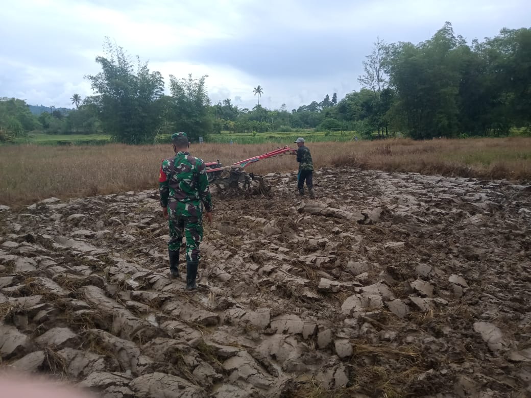 Babinsa dampingi petani dalam pengolahan tanah di desa binaan