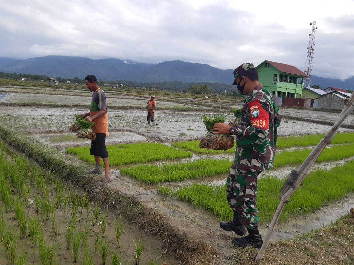 Dampingi Petani, Babinsa Koramil 04/Susoh Siapkan Bibit Padi