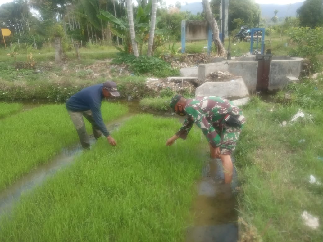 Babinsa Bersama Petani Mengecek Bibit Padi Yang Akan di Tanam