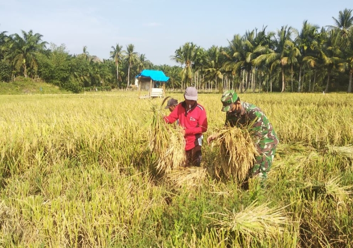 Babinsa Koramil 04/Kutapanjang Dampingi Petani Panen Padi