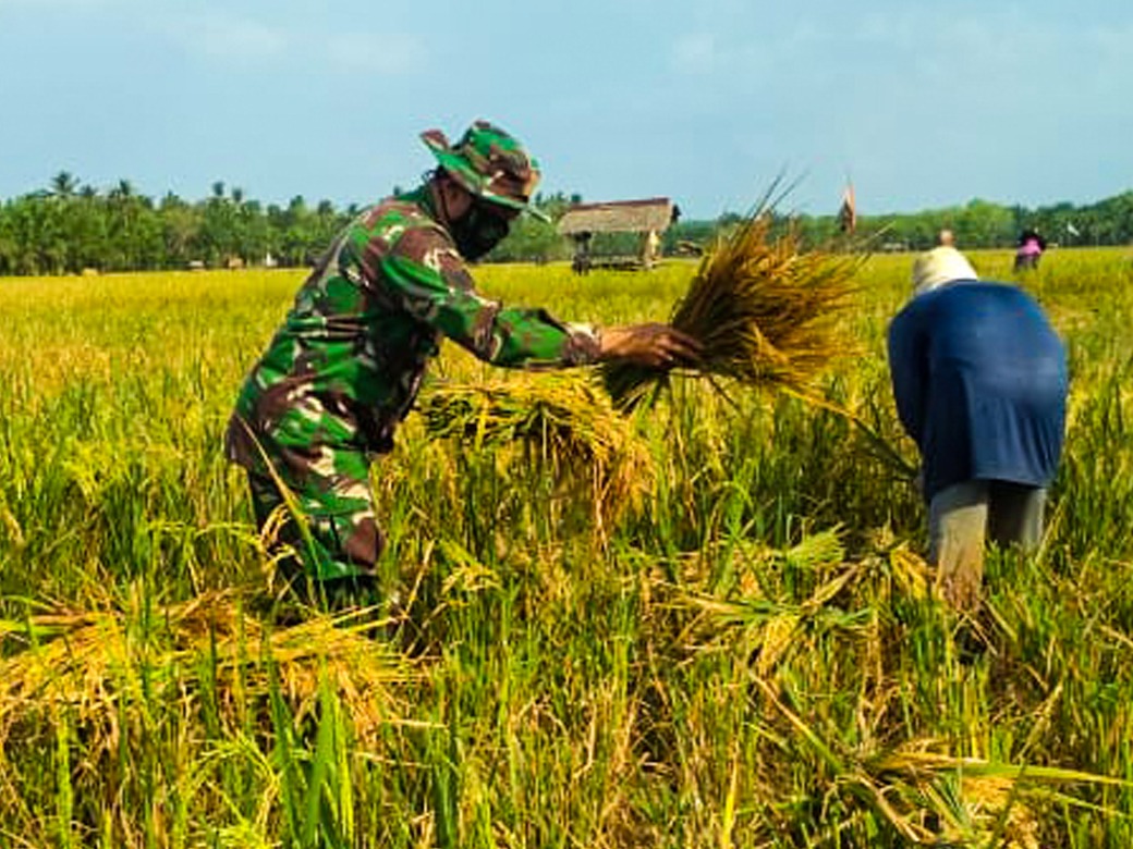 Peran dan Upaya TNI untuk Negeri, Wujudkan Swasembada Pangan yang Hakiki