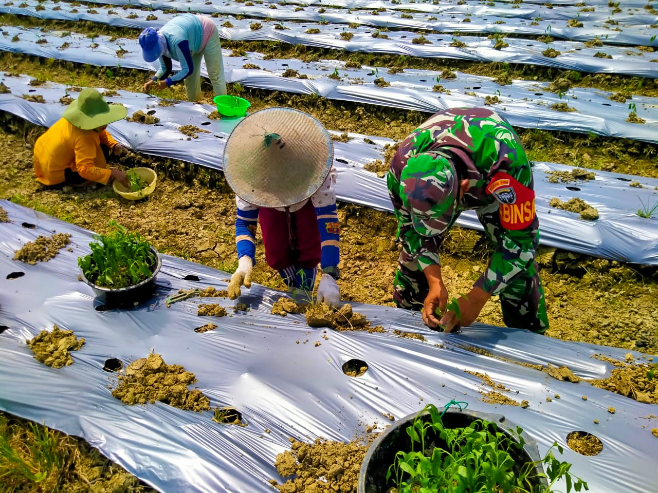 Dukung Swasembada Pangan, Babinsa 01/Sbj Bantu Warga Tanam Cabai