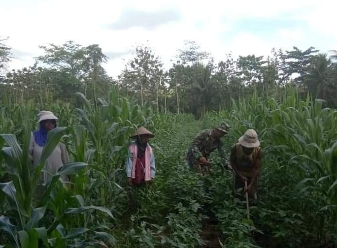 Membantu Petani Untuk Membersihkan Tanaman Dari Gulma dan Rumput Yang Mengganggu