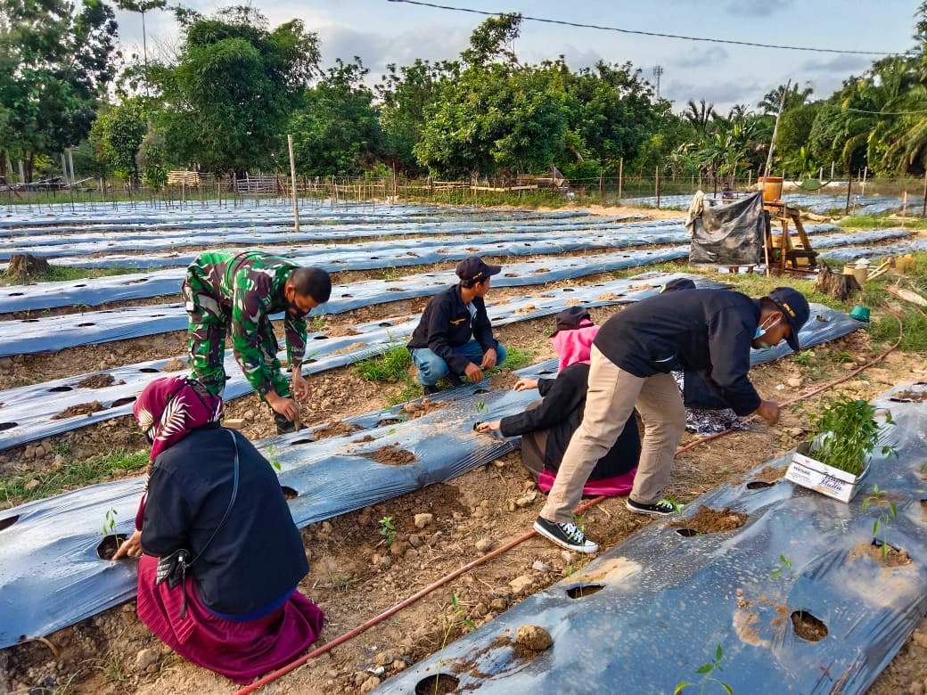 Peran Aktif TNI-POLRI dan Mahasiswa/i, Sebagai Wujud Upaya Tingkatkan Swasembada Pangan Untuk Negeri