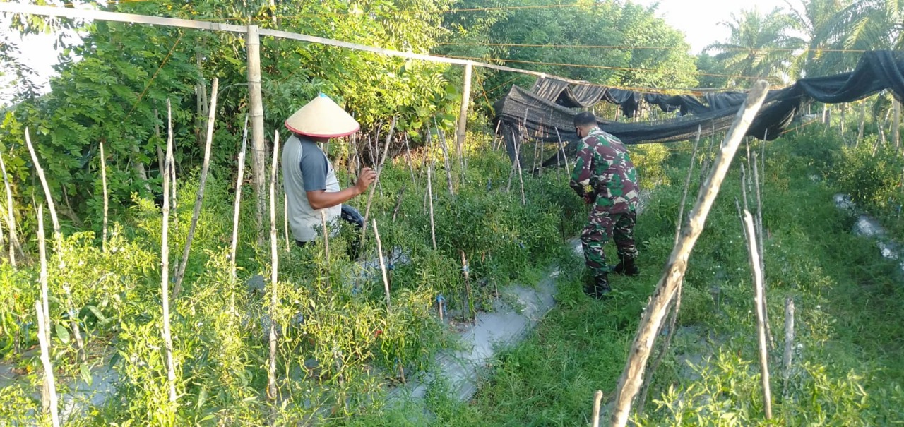 Babinsa Bantu Petani Rawat Tanaman Cabai Desa Binaan