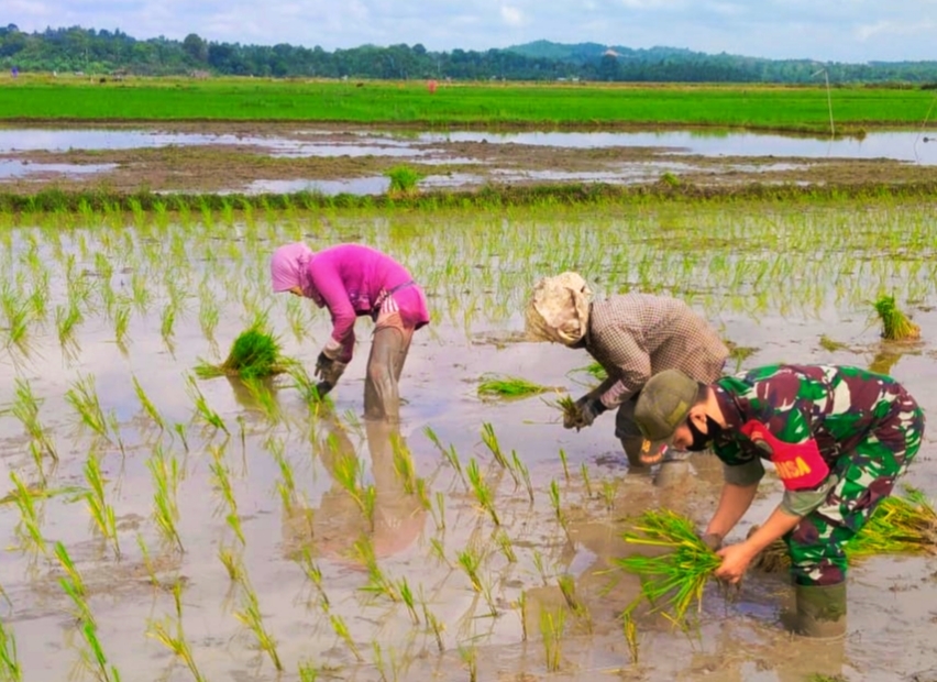 Beri Motivasi Pada Petani, TNI Terjun Bantu Tanam Padi