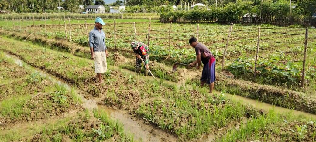 Babinsa Bantu Petani Semangka Olah Lahan