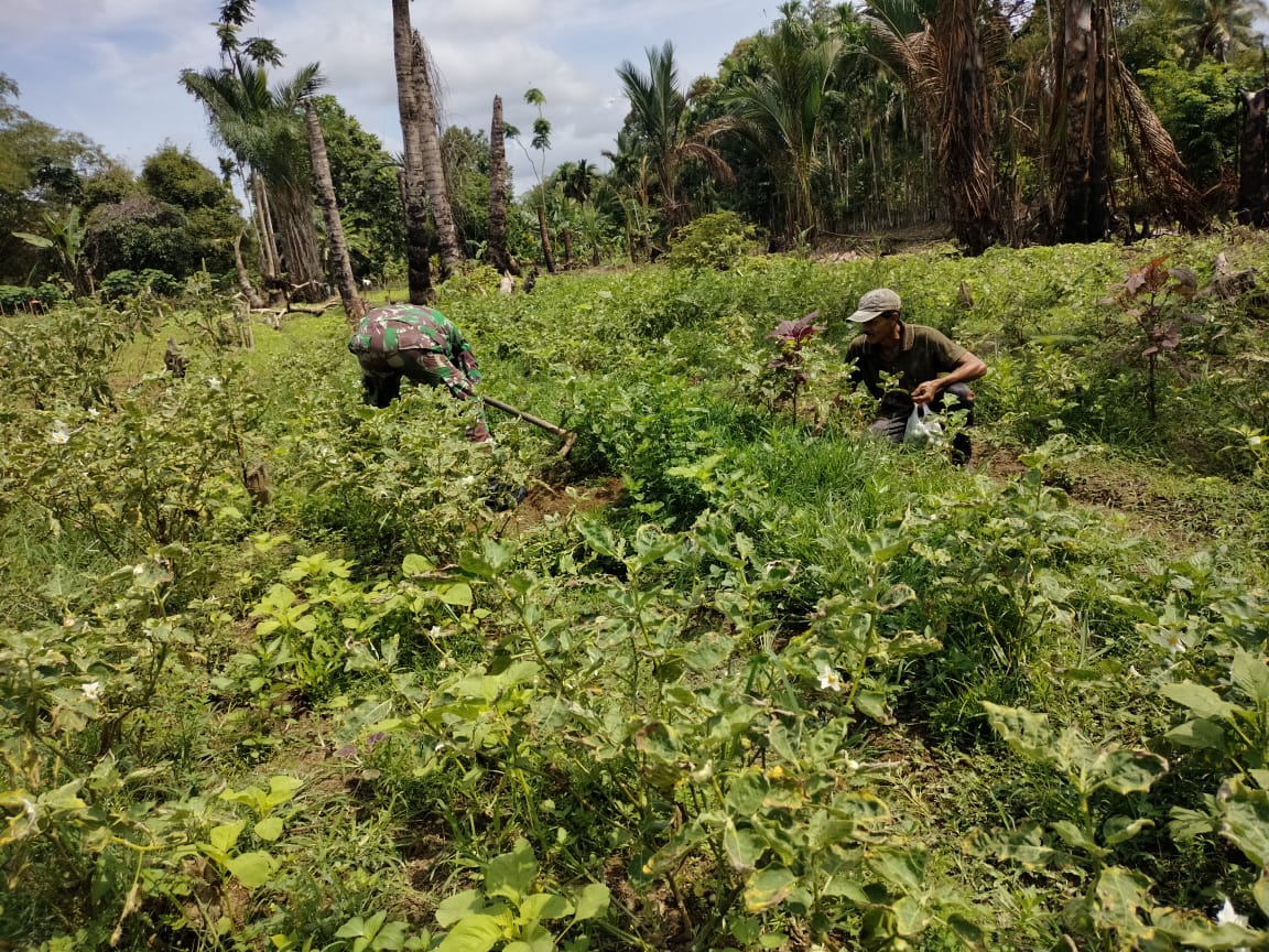 Giat Babinsa Terus Melakukan Pendampingan Pada Para Petani