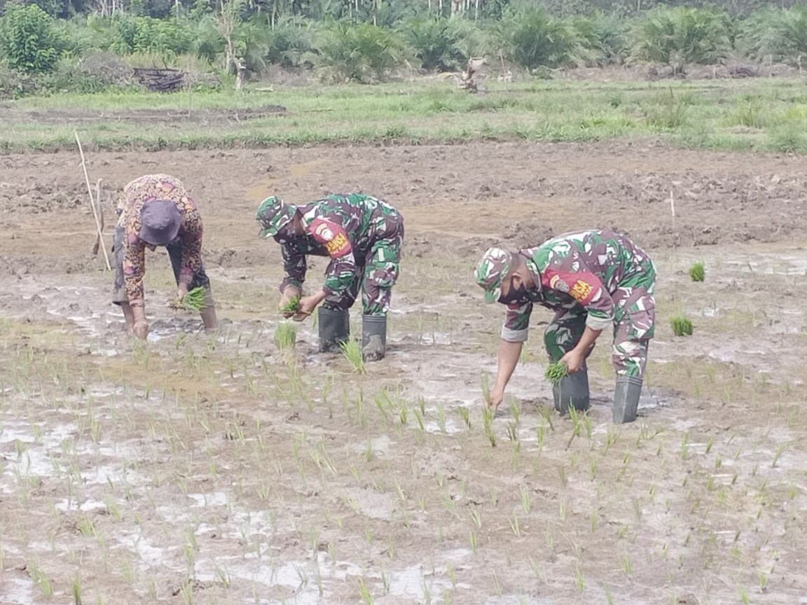 Dengan Penuh Semangat dua orang Babinsa Posramil Tadu Raya Bantu Petani Tanam Padi