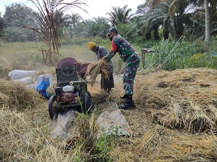 Babinsa Teunom Bantu Rontokkan Padi Hasil Panen Petani
