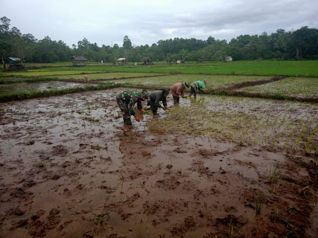 Babinsa Bantu petani menanam padi pada musim tanam rendeng di wilayah desa binaan