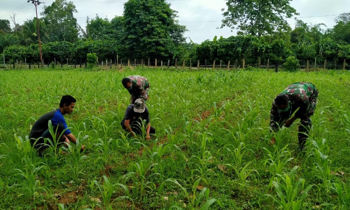 Babinsa Posramil Tadu Raya bantu petani bersihkan rumput pada tanaman Jagung