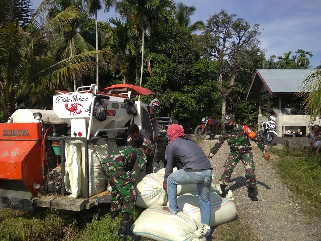 Dengan Penuh Semangat Babinsa Bantu Petani Panen Padi dengan alat Modern