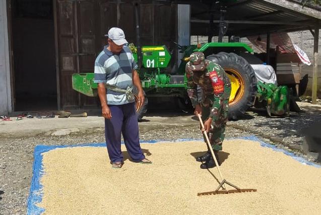 Dengan Penuh Semangat Babinsa Koramil 05/Beutong Bantu Petani Jemur Padi