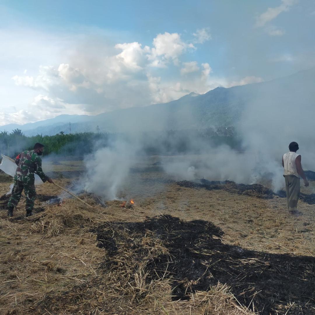 Babinsa Padamkan Lahan Kebakaran Padi Ditengah Musim Kemarau