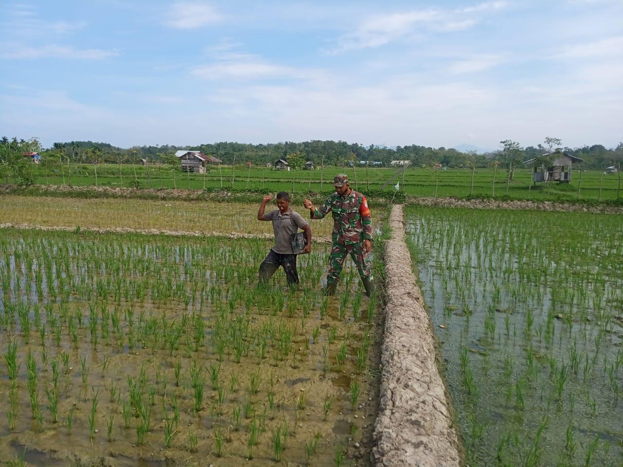 Bantu Taburkan Pupuk Serda Munzir Turun ke Sawah