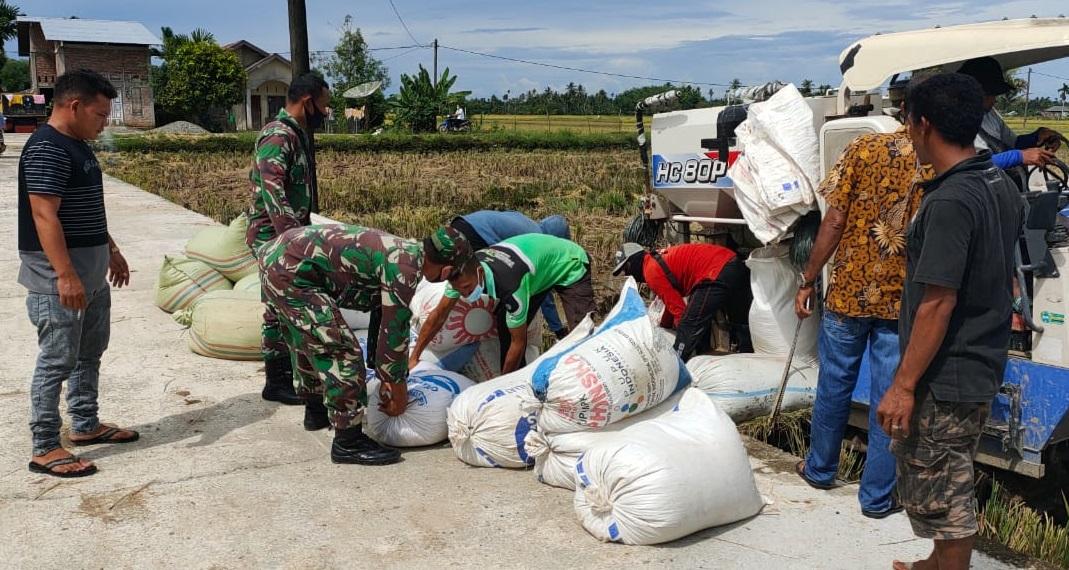 Dengan Alat Modern Babinsa Posramil Suka Makmue Terjun Langsung Bantu Petani Panen Padi