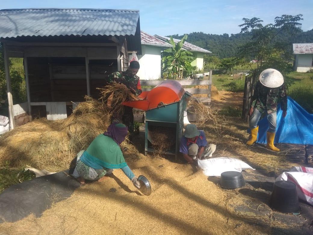 Pasca Panen Serda Mirza Bantu Petani  Rontokkan Padi
