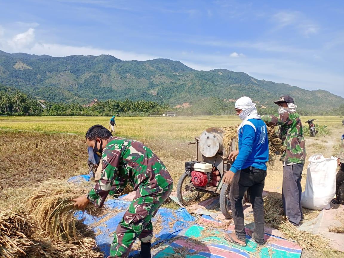 Babibsa Bantu Petani Rontokkan Padi