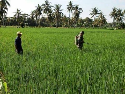 Babinsa Serda Jito Bantu Petani Semprot Padi
