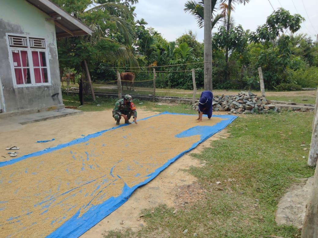 Pastikan Ketersediaan Pangan Koptu Faurun Bantu Petani Jemur Padi