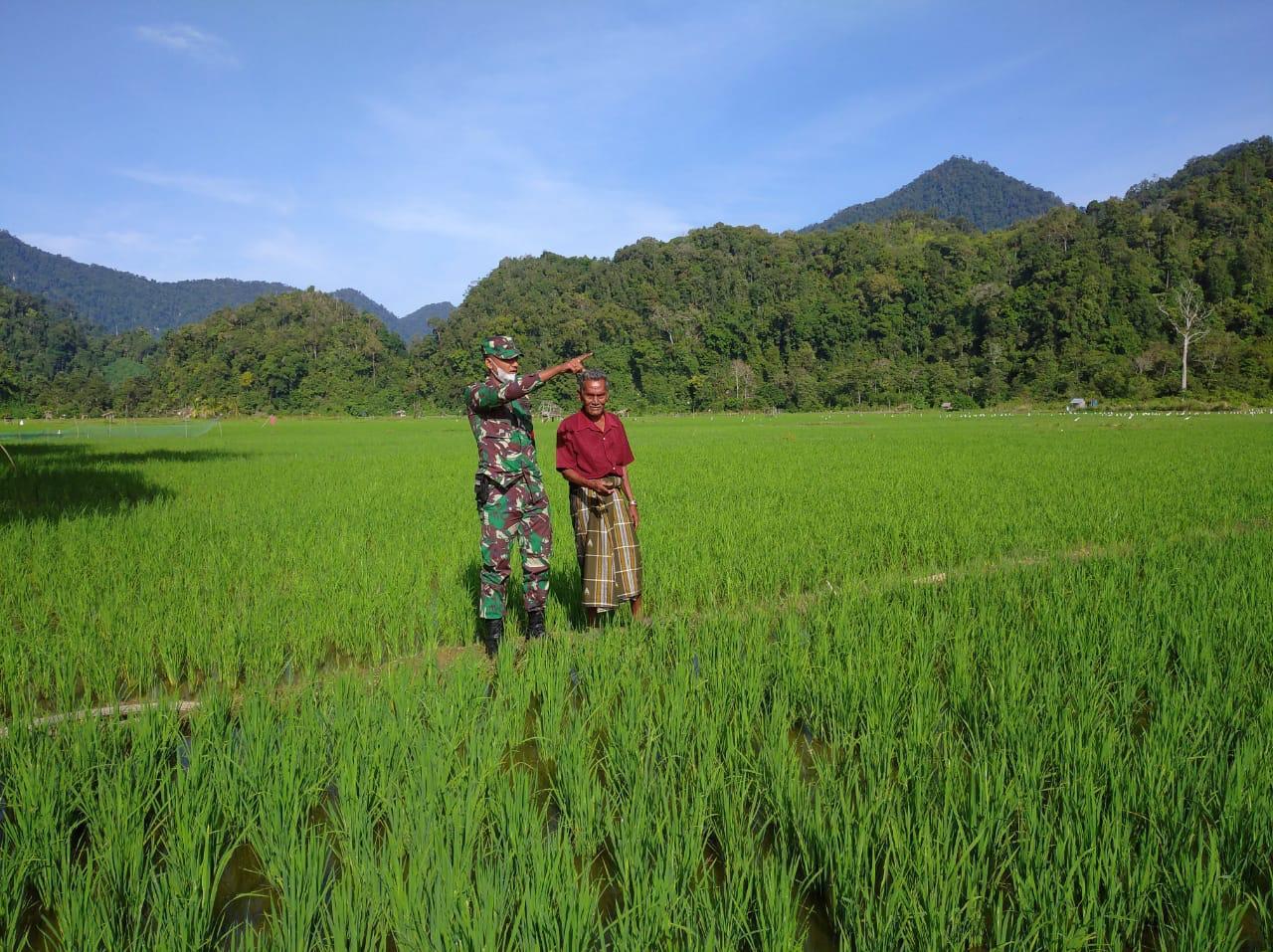 Babinsa Koramil 01/Lamno Dampingi Petani di Sawah