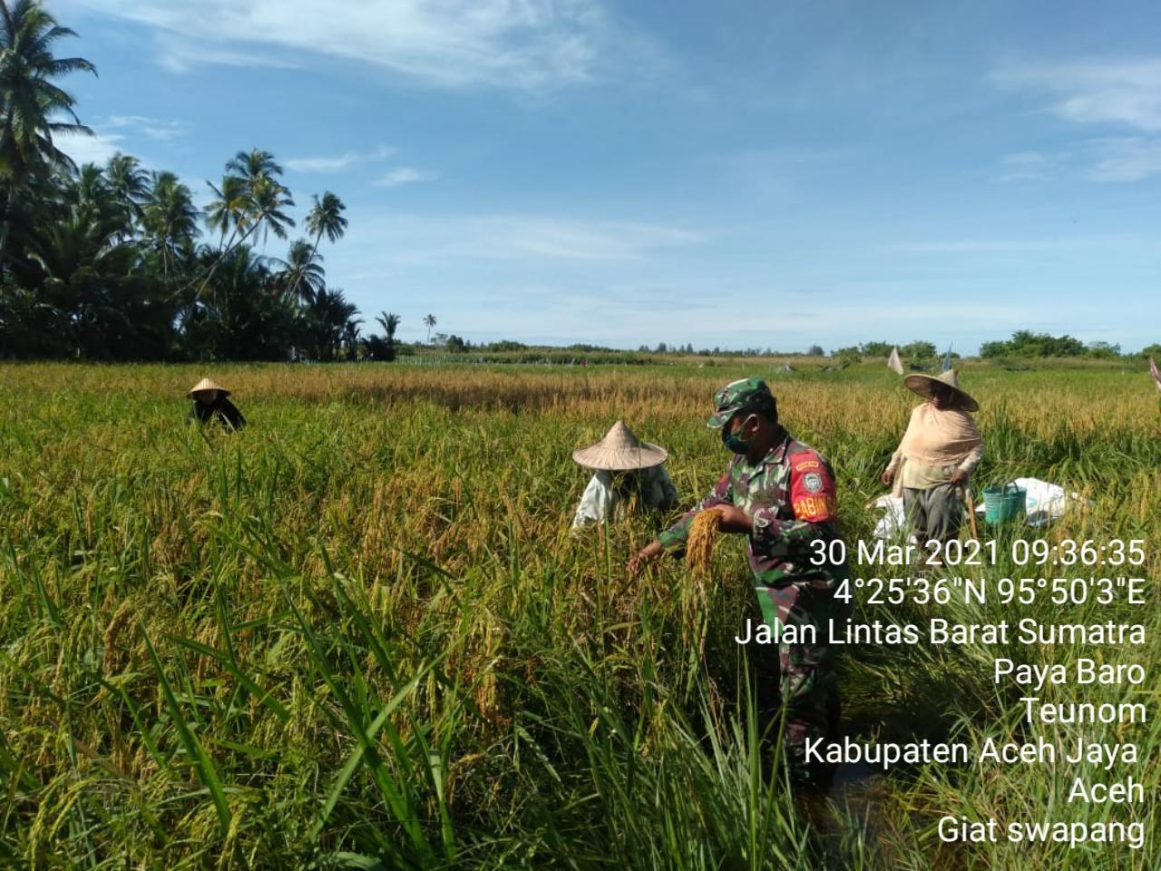 Babinsa Bantu Petani Panen Padi di Sawah
