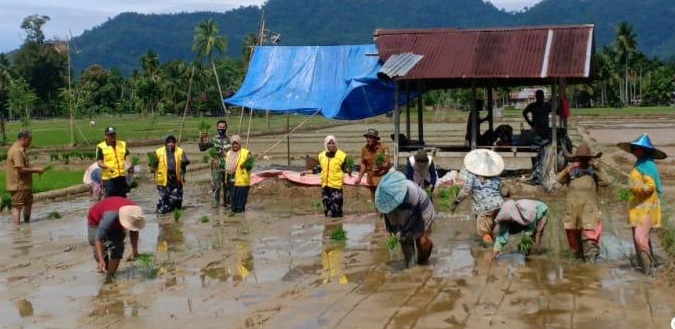 Mantapkan Ketahanan Pangan Wilayah, Babinsa Koramil 13/KT, PPL dan BPP Tanam Padi di Lahan Demplot