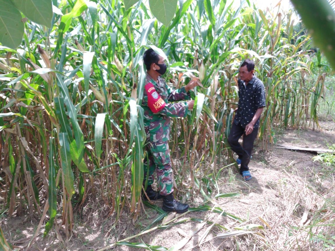 Babinsa Himbau Petani Jagung Jangan Gunakan Pagar Kawat Kontak