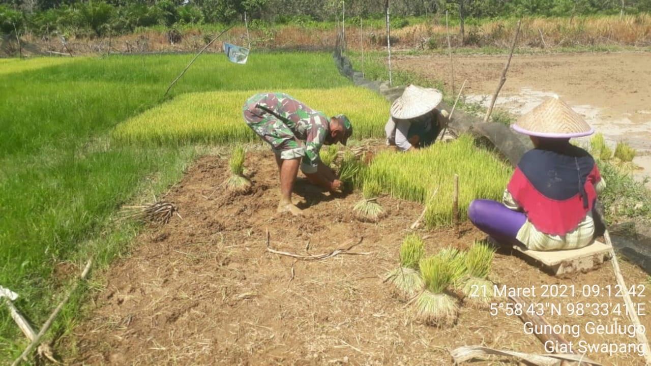 Babinsa Posramil Tadu Raya Laksanakan Pendampingan dengan Bantu Petani Cabut Bibit benih Padi