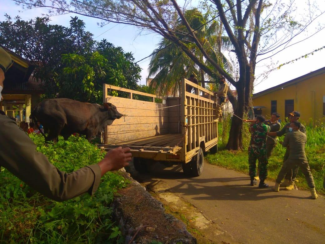 Babinsa Koramil 15/Meuraxa Bersama Satpol PP Melaksanakan Penertiban Hewan Ternak