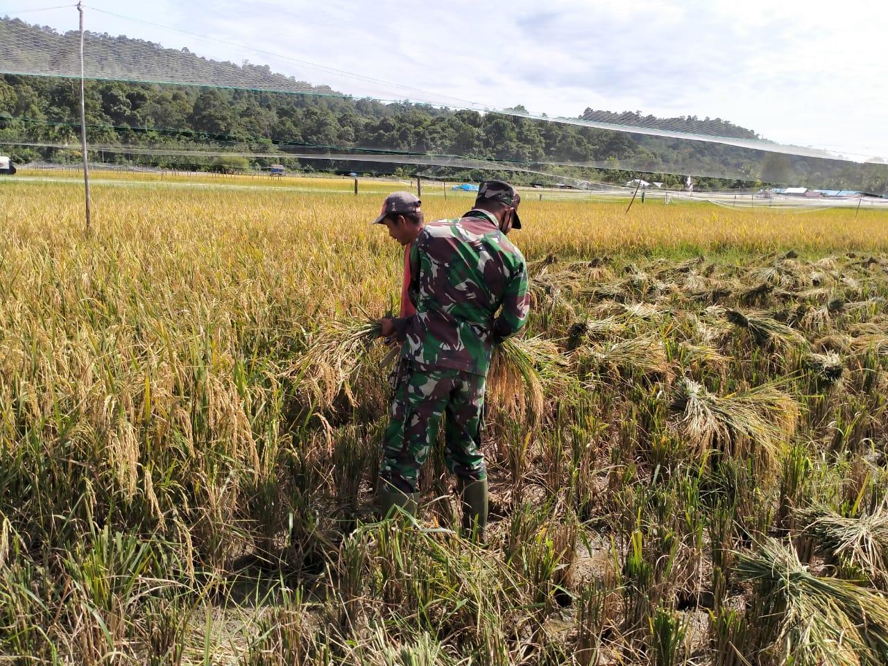 Babinsa Hadir Untuk Petani dari Musim Tanam Hingga Musim Panen