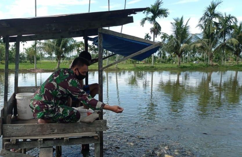 Motivasi Pembudidaya Ikan Air Tawar, Babinsa Bersama Petani Berikan Pakan Ikan