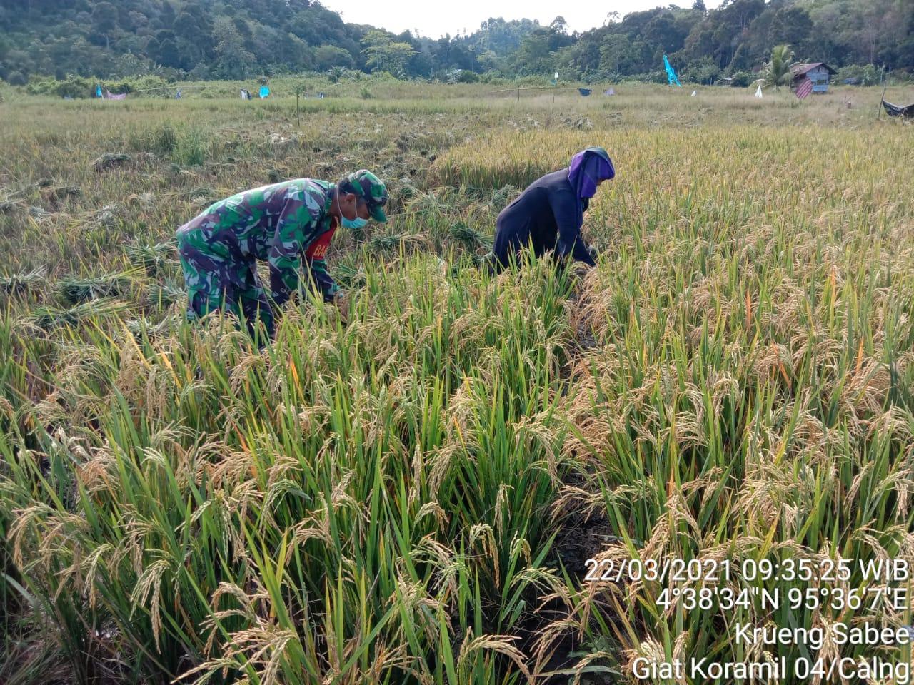 Tiba Masanya Panen Babinsa Bantu Petani Potong Padi