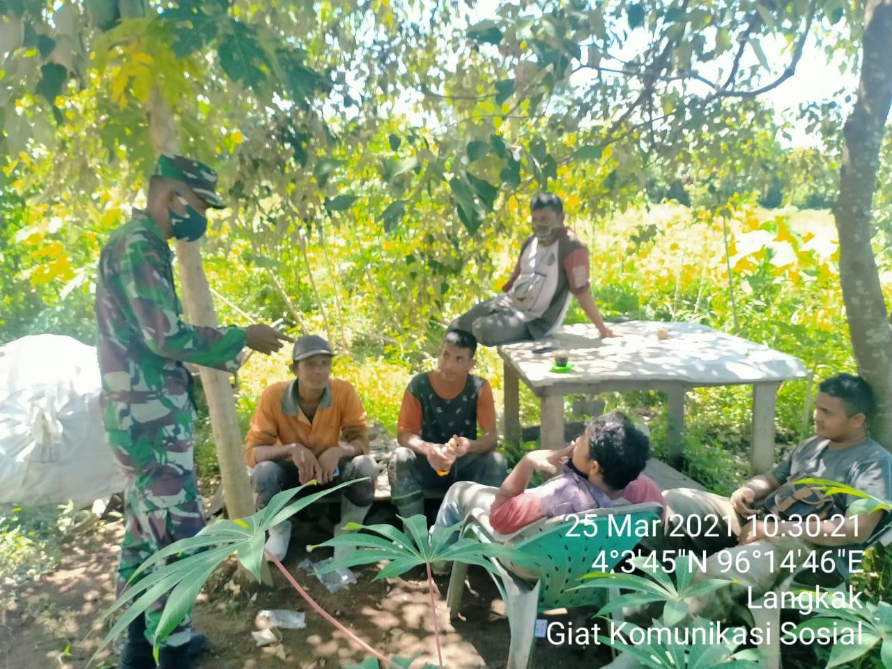 Babinsa Posramil Kuala Pesisir Laksanakan Komsos Berikan Solusi Untuk Perawatan Tanaman Ubi