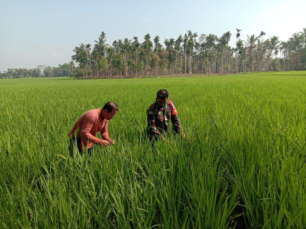 Dukung ketahanan pangan Babinsa Bantu Petani Cek Tanaman Padi di sawah