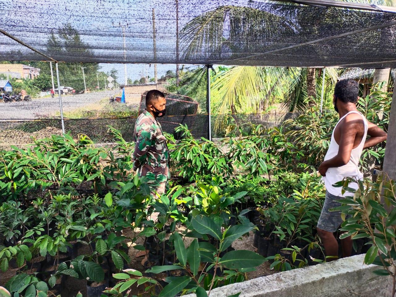 Tingkatkan Minat Warga Bertani Durian Unngul, Serda Marwansayah Sambangi Usaha Mandiri Warga