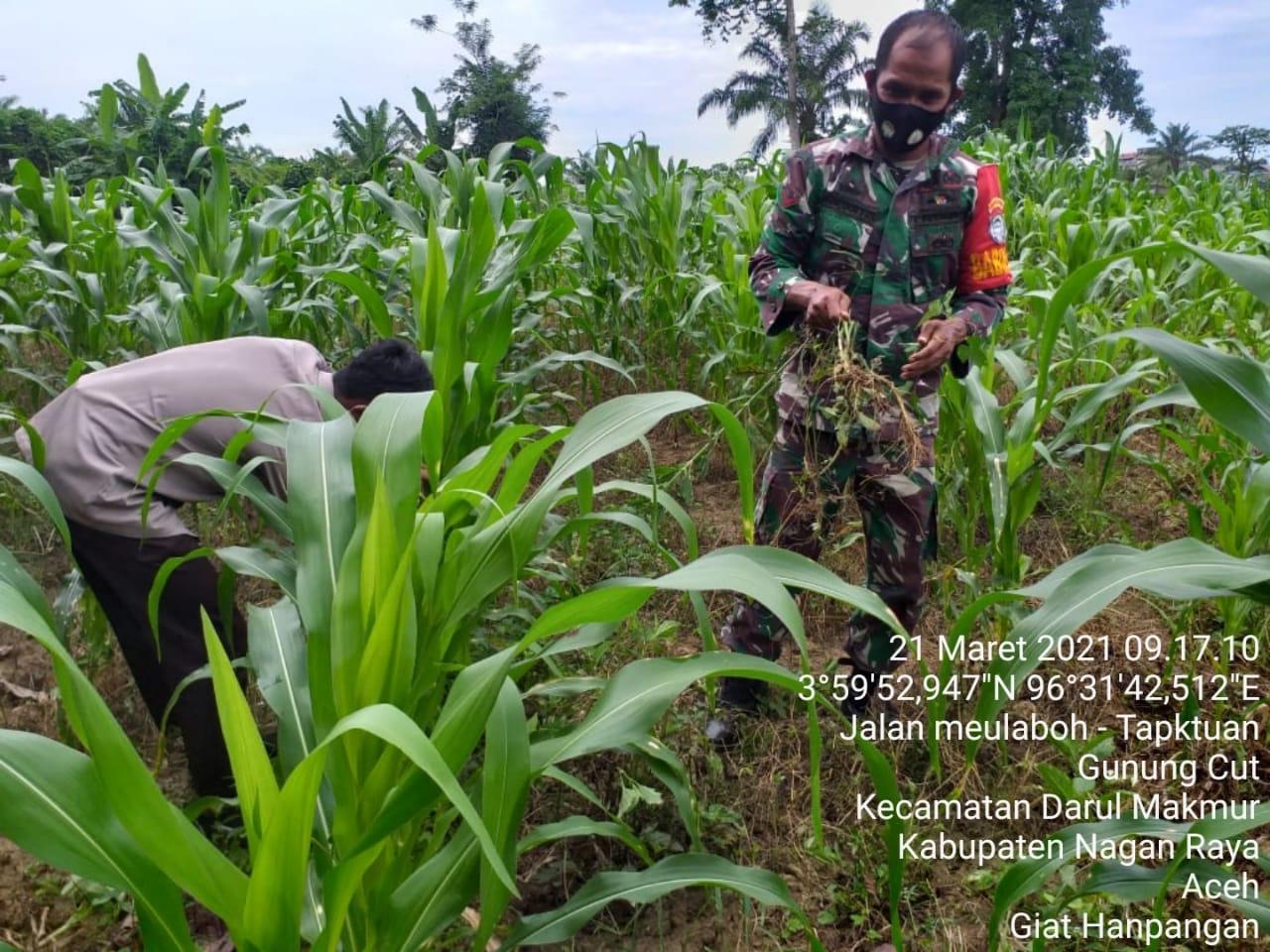 Babinsa Koramil 06/Darul Makmur Bantu petani bersihkan Rumput pada Tanamana Jagung