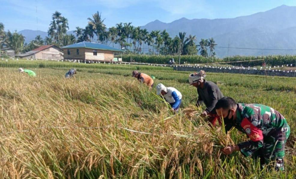 Babinsa Bantu Petani Panen Padi Bersama