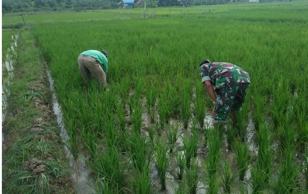 Babinsa Koramil 05/Beutong Bantu Petan Bersihkan Rumput Pengganggu Tumbuhnya Padi