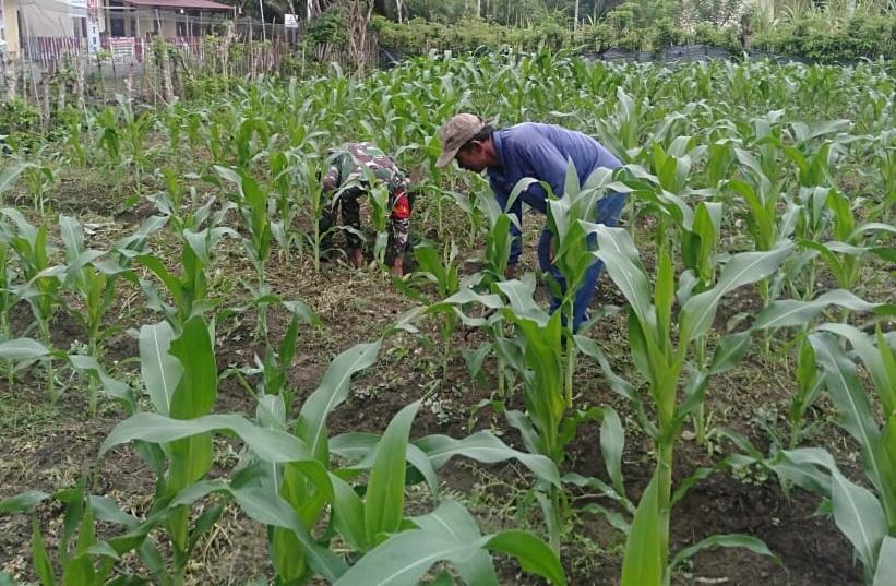 Babinsa Bersama warga tingkatkan ketahanan pangan guna Bantu kesejahteraan warga