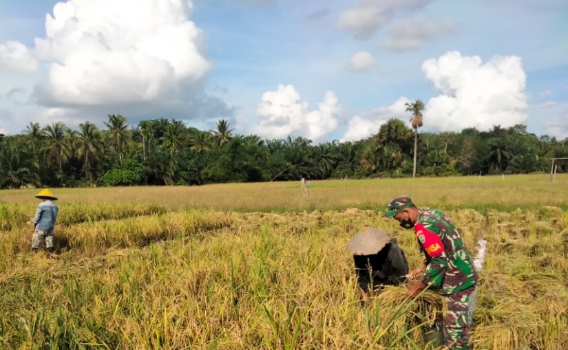 Walaupun Puasa, Babinsa 14/Rtp Semangat Bantu Petani Panen Padi