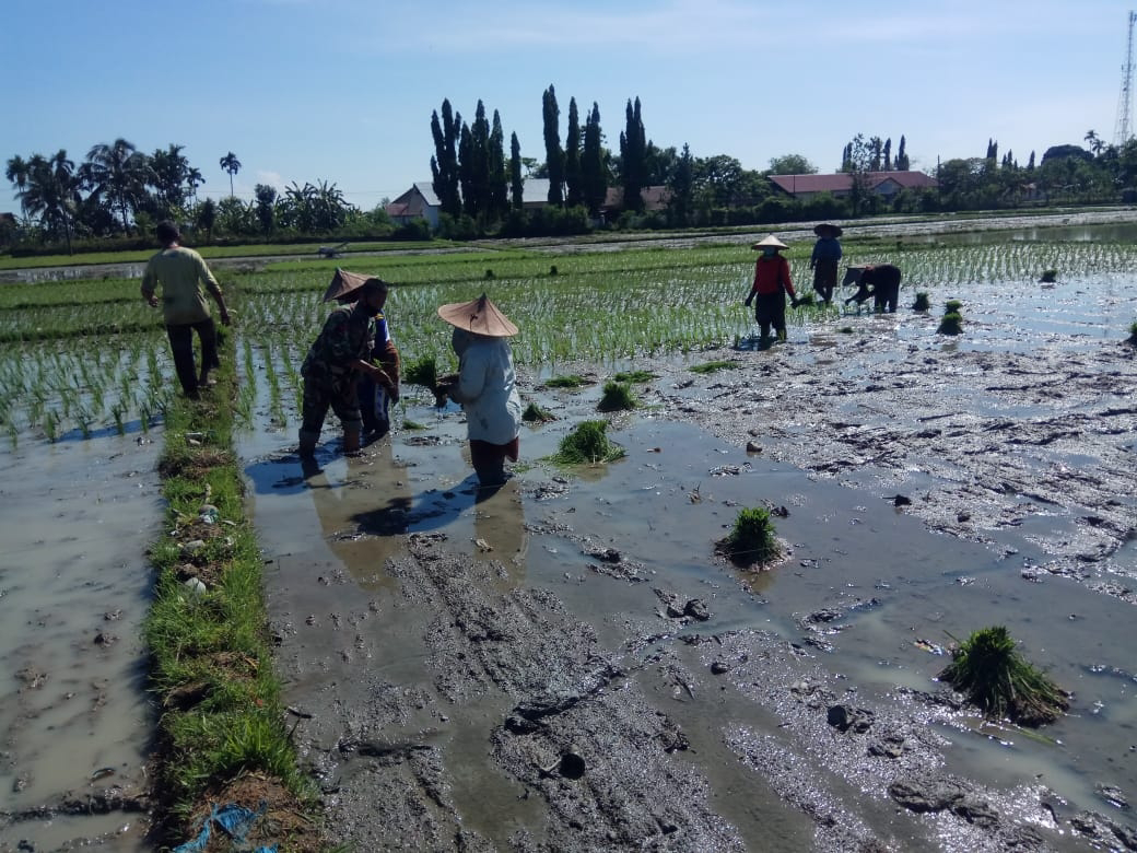 Sukseskan Swasembada Pangan, Babinsa Bantu Petani Tanam Padi